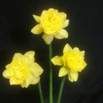 'Gossmoor' Second (No first ) three blooms division 4 Exhibitor  Mr H Brooke