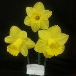 'Arkle'  Winner of class for three blooms division 1 Exhibitor ?