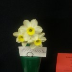 'Minnow' Winner of the division 8 single bloom class Exhibitor John Freer