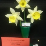 'Topolino' Winner of the class for three intermediate blooms Exhibitor Sue Vinden