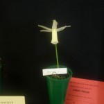 'Mitsy' Winner of the miniature single bloom class Exhibitor Christine Yeardley