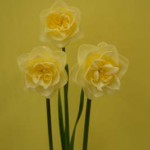 3 blooms Division 4.  Wendy Akers: Greek Surprise