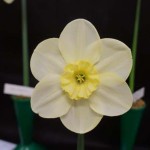 One Cultivar, 3W with yellow or yellow and white in the cup.  Steve Ryan: Aircastle