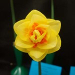 One Cultivar, Division 4 - Yellow perianth. Eddie Crutchley: Crowndale