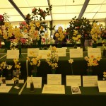 The Thirteen Daffodil Sections photo Gwynne Davies