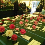 The Camellia show Photo Wendy Akers