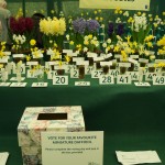 Vote for your favourite Miniature Daffodil -