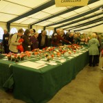 The Camellia Competition - -