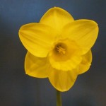 'Golden Joy' Best Bloom Andrew Clark