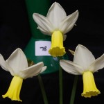 'Thalia' Three blooms Div 6 Sue Vinden