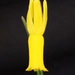 Narcissus cyclamineus Miniature winner Christine Yeardley