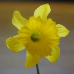 Class 16 Narcissus bujei