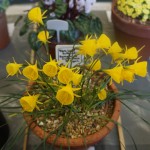 Narcissus bulbocodium James Akers