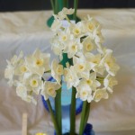 Best Bloom/Vase Evelyn Jane N. tazetta orientalis
