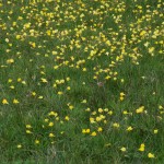 Narcissus bulbocodium on Wisley Hill