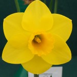 Best Bloom Div 1 Ken Harrop Paean