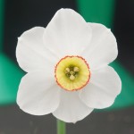 Best Bloom Div 13 N. poeticus hellenicus Ivor Fox 