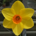 Best Bloom/Div 2/Seedling John Gibson 457-16-06