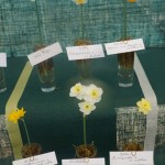 Six miniature cultivars (exhibitor raised) First prize Brian Duncan 