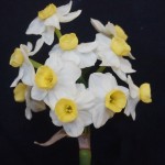 1 bloom Div 8 'Avalanche' Christine Yeardley