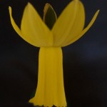 1 bloom Div 6 'Lemon Silk' Maurice Robinson