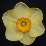 1 bloom Div 3 'Badbury Rings' Wendy Akers