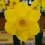 'Ombersley' Best Bloom Wendy Akers