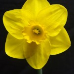 Div 1 Best Bloom 'Ombersley' Wendy Akers